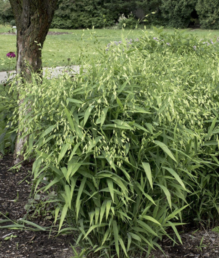 Chasmanthium latifolium (Northern Sea Oats)