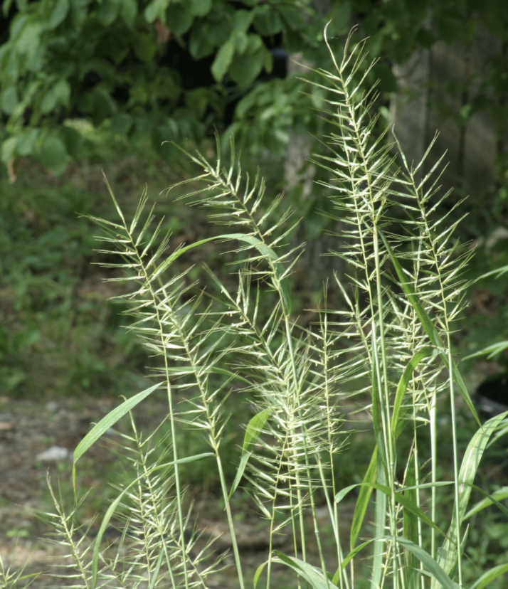 Elymus hystrix (Bottlebrush Grass)