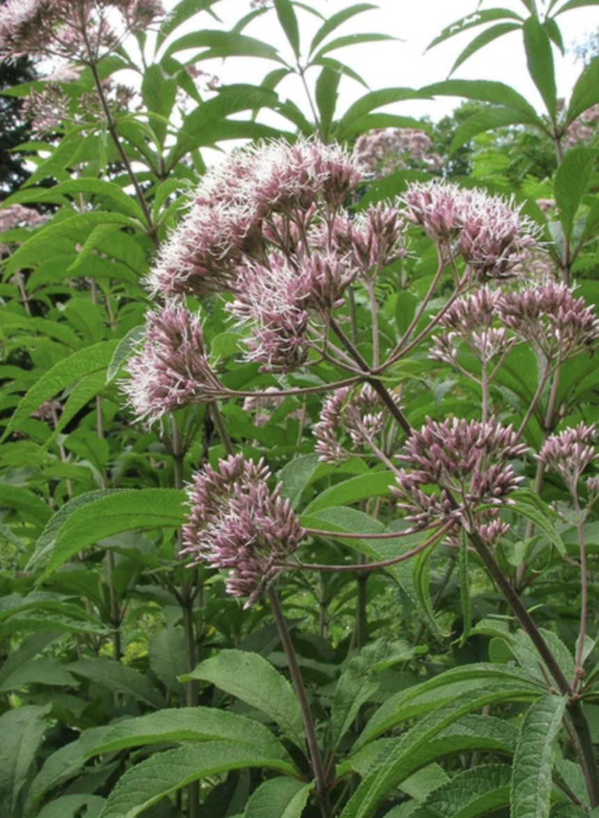 Screenshot 2025-12-29 at 9.53.20 AM.png