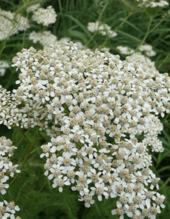 Screenshot 2025-12-23 at 8.12.01 PM.png