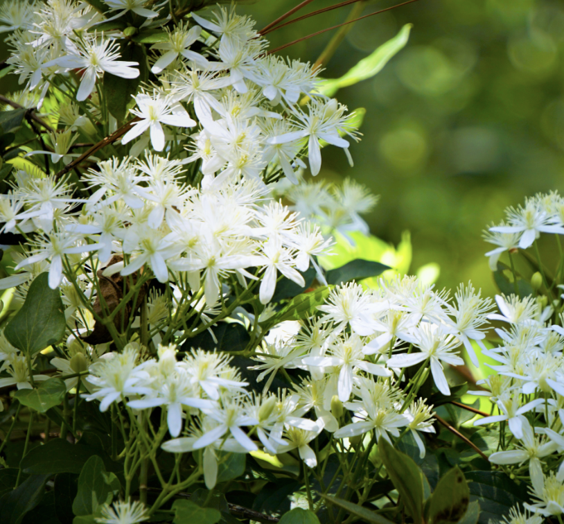 Screenshot 2025-12-29 at 8.22.07 AM.png