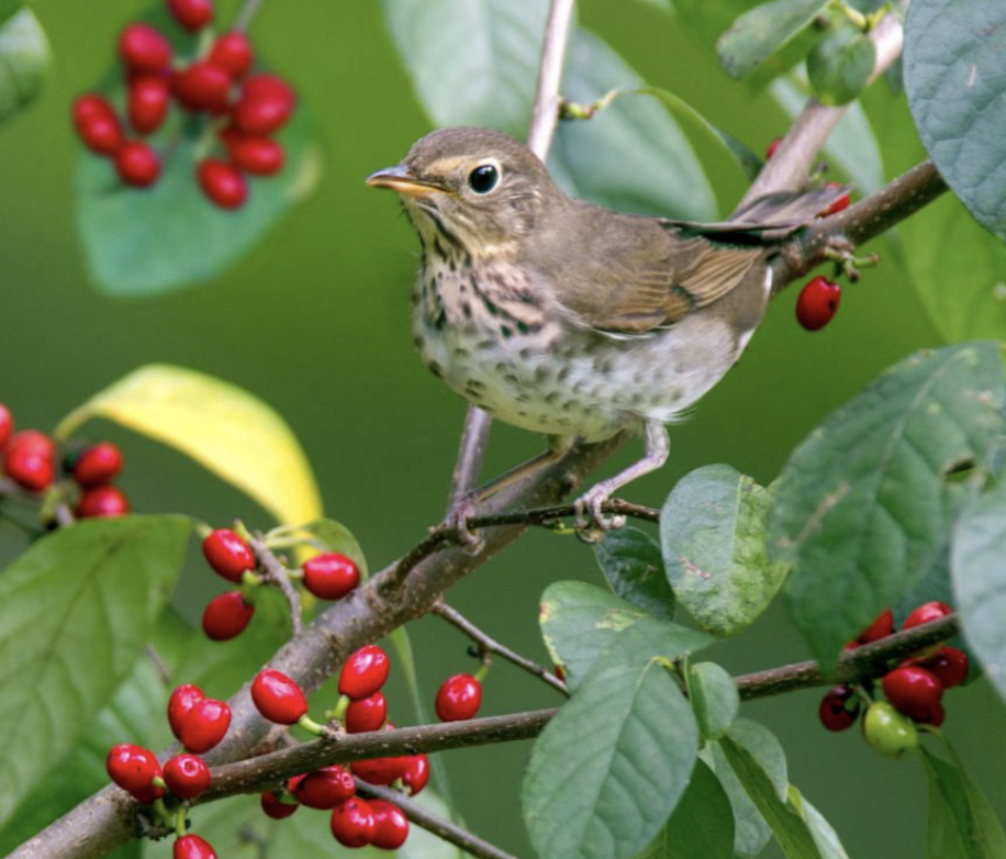Fall Spicebush berries have the highest fat content of any native berry- preferred by our migratory birds such as the Swainson's Thrush as well as our overwintering birds. 