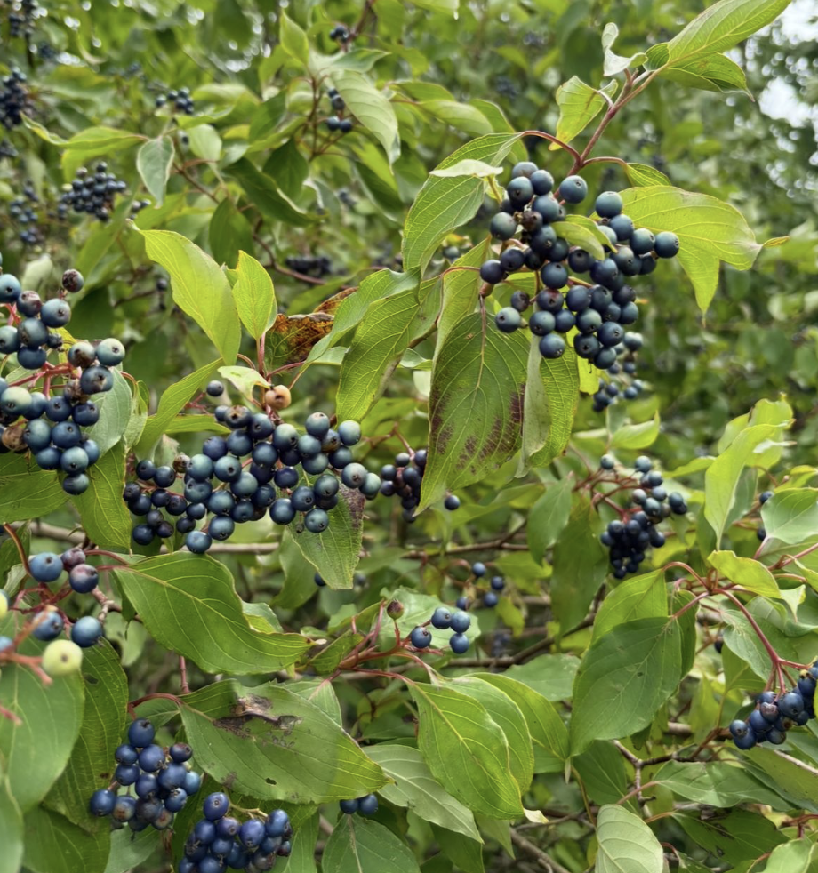 Screenshot 2026-01-25 at 10.48.35 AM.png