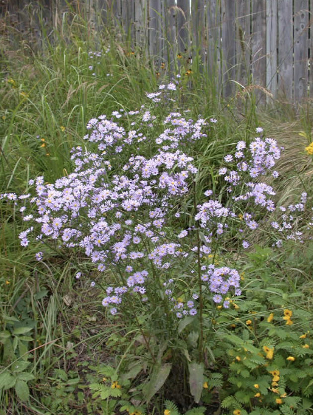 Symphyotrichum oolentangiense (Sky Blue Aster)
