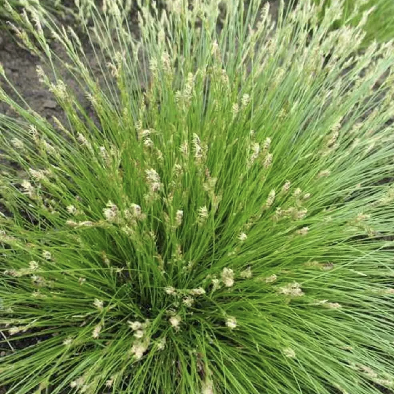 Carex albicans (White-tinged Sedge)