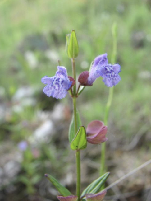 Scutellaria leonardii (Small Skullcap)