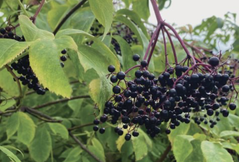 Screenshot 2026-01-28 at 4.53.28 PM.png