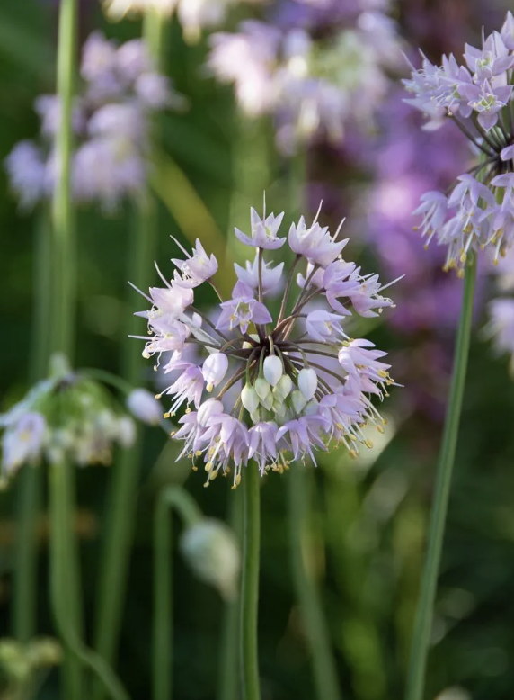 Screenshot 2025-12-28 at 7.45.11 PM.png