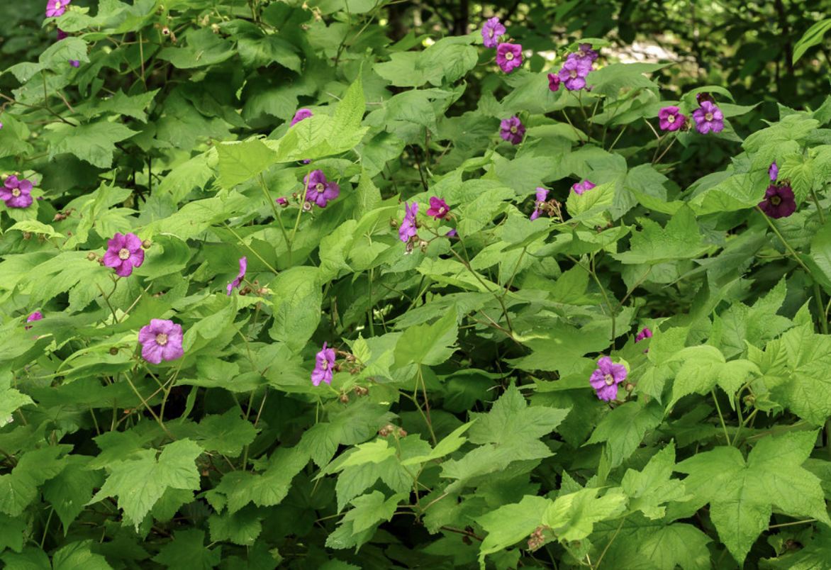 Screenshot 2026-01-25 at 4.36.11 PM.png