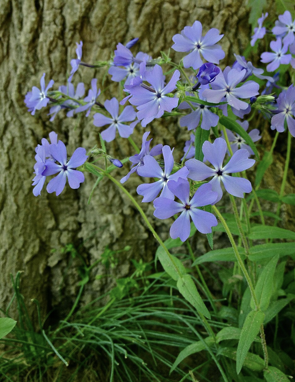 Phlox divaricata (Woodland Phlox)