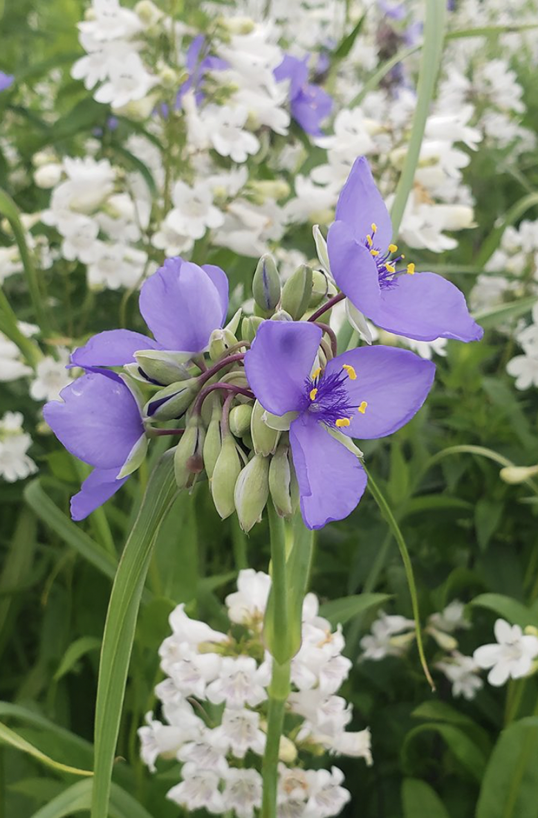 Tradescantia ohiensis (Ohio Spiderwort)