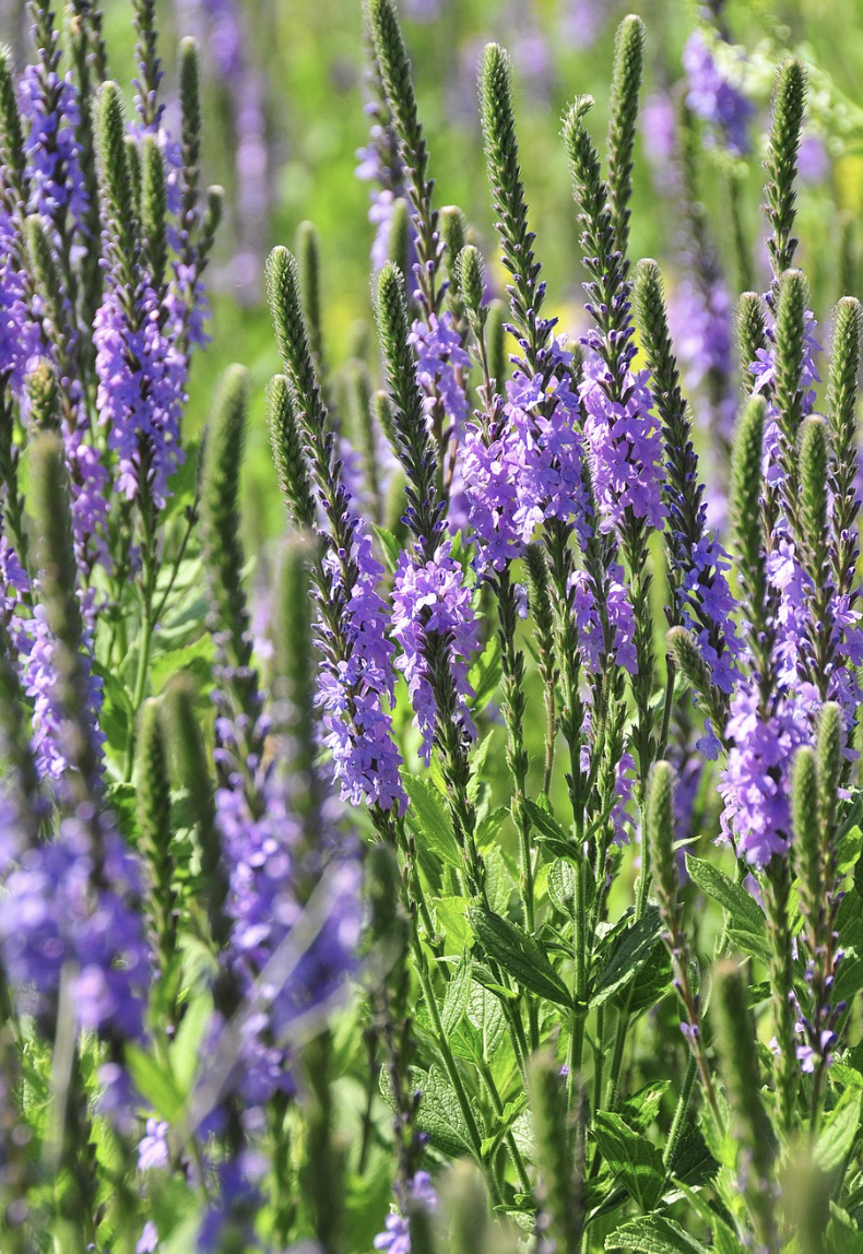 Verbena stricta (Hoary Vervain)