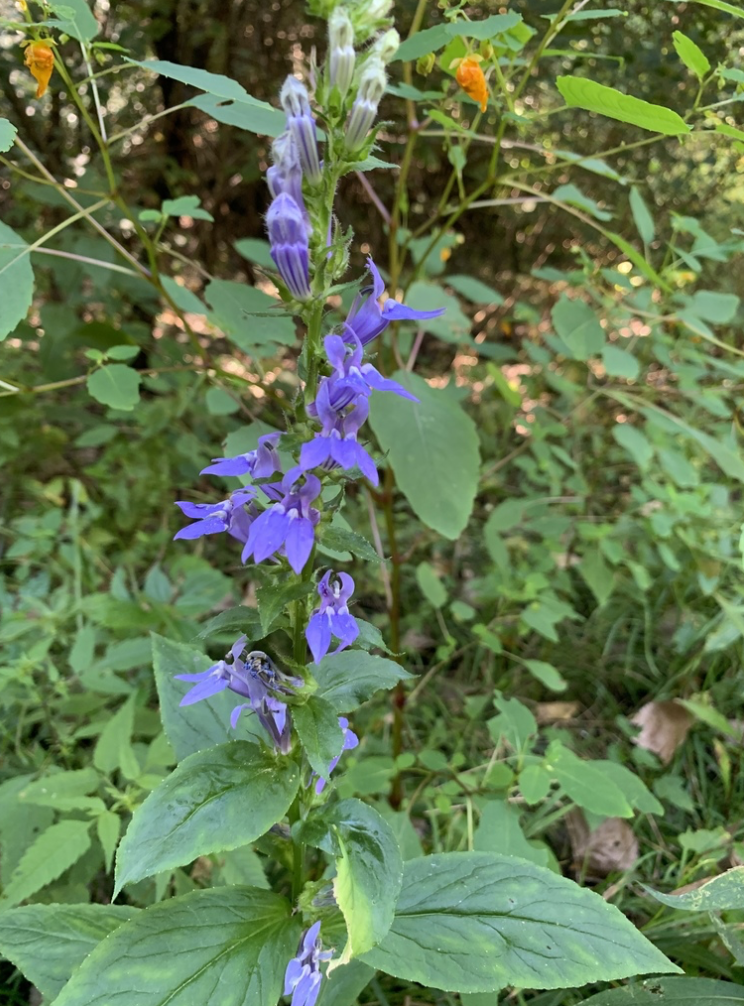 Lobelia siphilitica (Great Blue Lobelia)