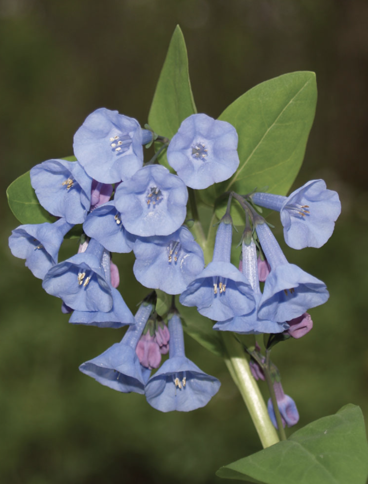 Mertensia virginica (Virginia  Bluebells)