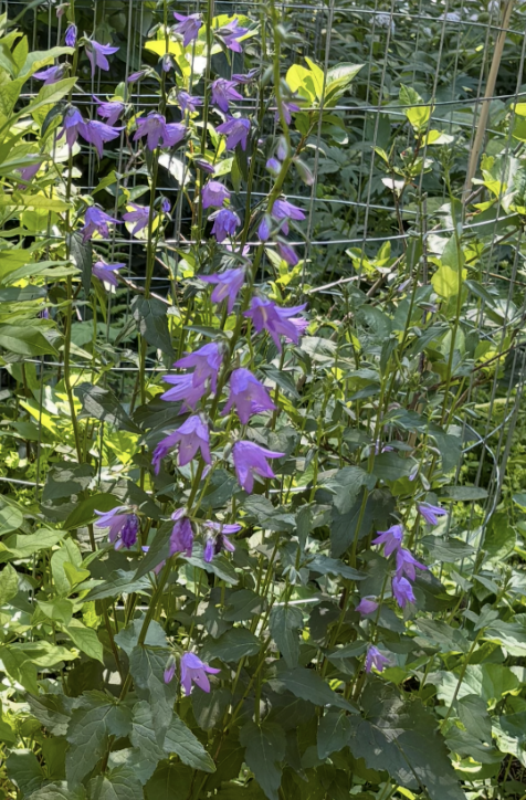 Screenshot 2025-12-28 at 9.42.38 PM.png