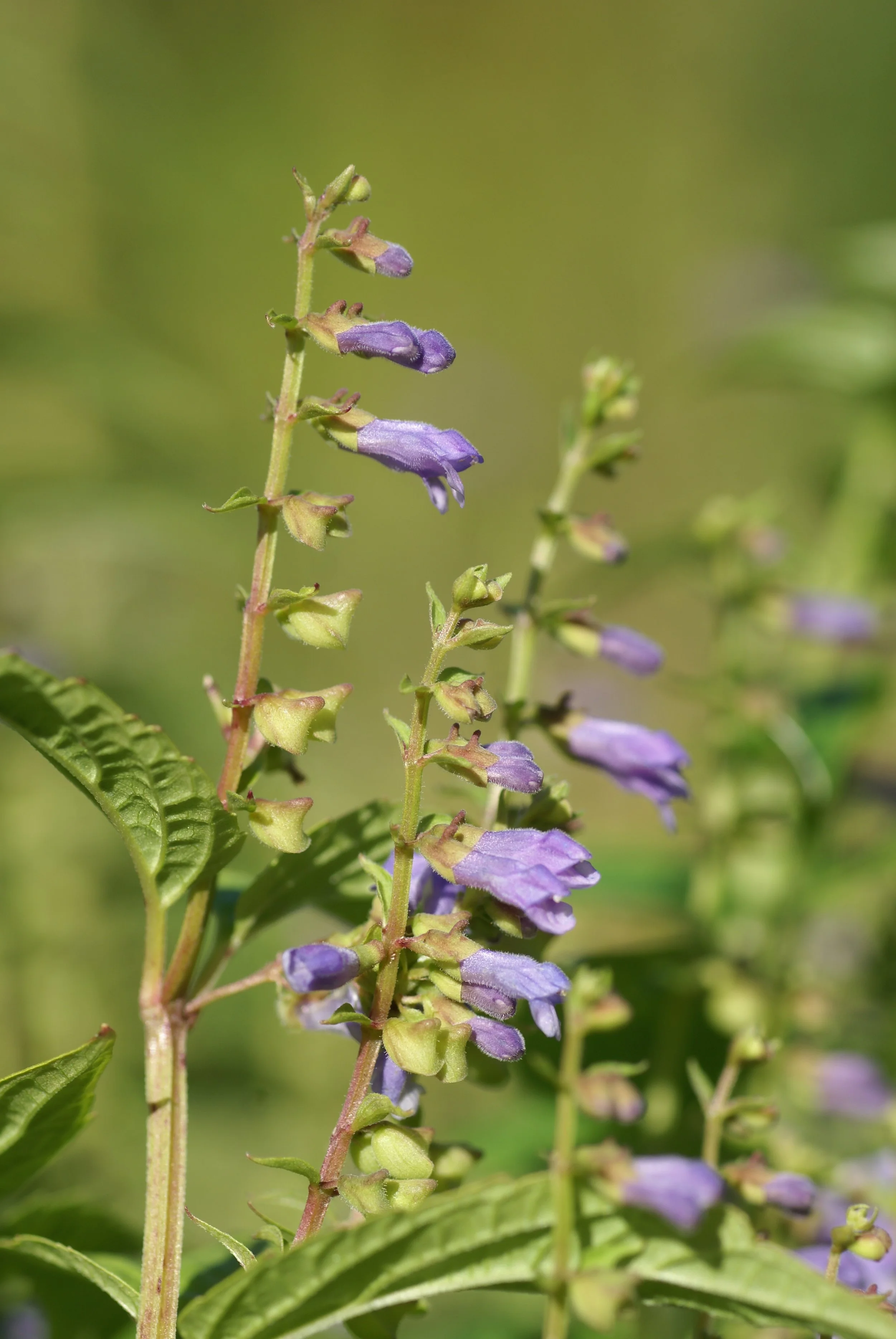 Scutellaria lateriflora (Mad-dog Skullcap, Side-flowering Skullcap)