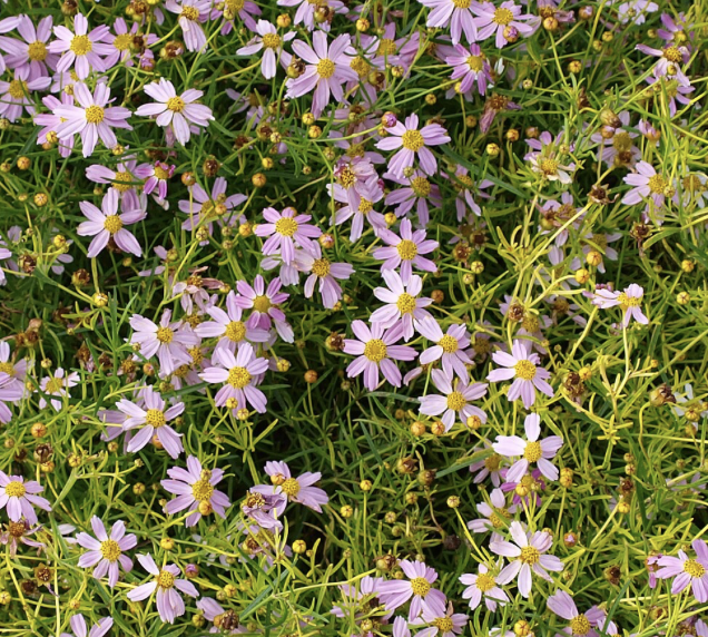 Screenshot 2025-12-29 at 8.40.16 AM.png