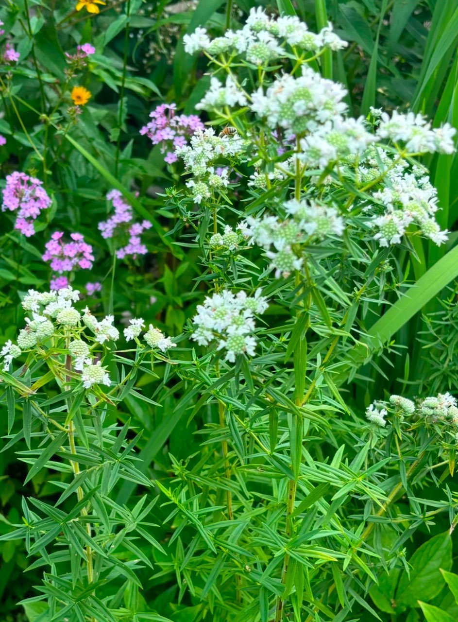 thin leaf mint.jpg