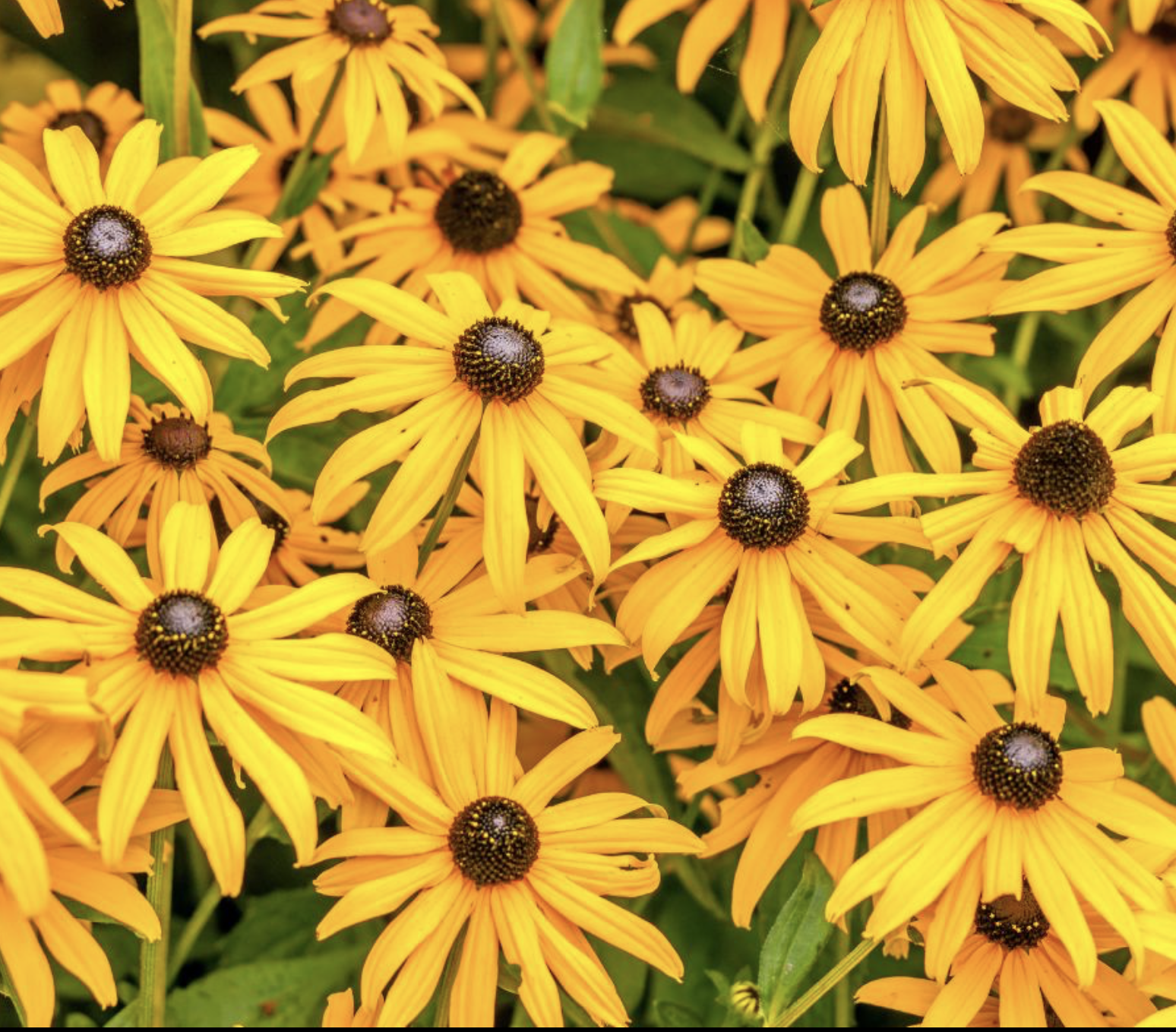 Rudbeckia fulgida (Orange Coneflower)