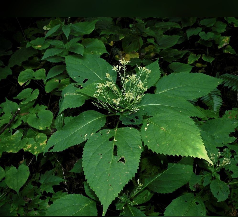 Collinsonia canadensis (Stoneroot, Northern Horsebalm)