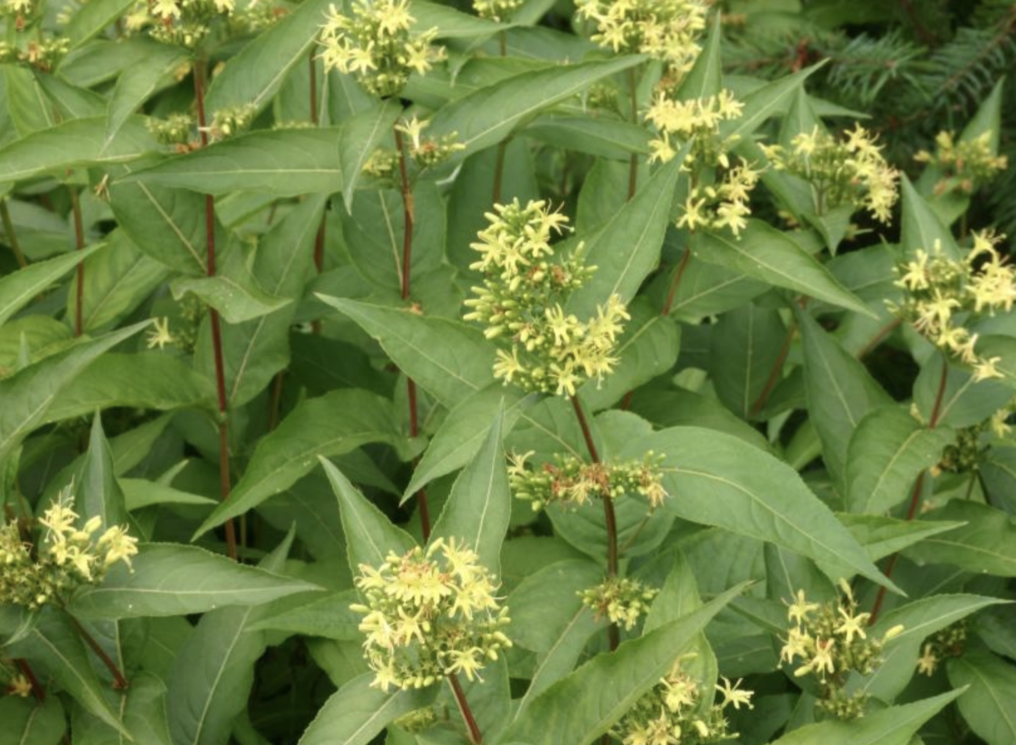 Screenshot 2026-01-25 at 2.51.46 PM.png