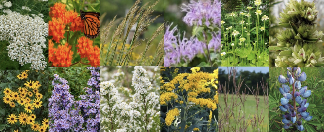 A collage of various wildflowers and grasses, featuring a mix of yellow, orange, purple, and white blossoms, with some green grasses and a butterfly on one orange flower.