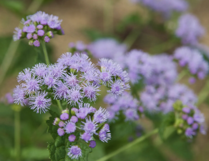 Screenshot 2025-12-29 at 8.25.33 AM.png