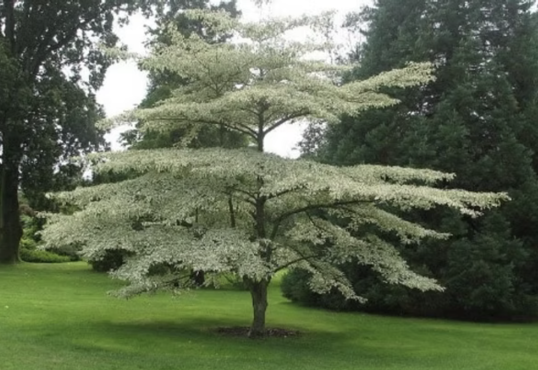 Cornus alternifolia (Pagoda Dogwood)