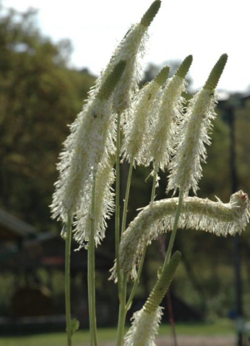 Sanguisorba canadensis (American Burnet)