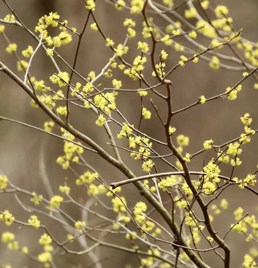 Beautiful early spring blooms that support our native pollinators when they really need pollen sources.