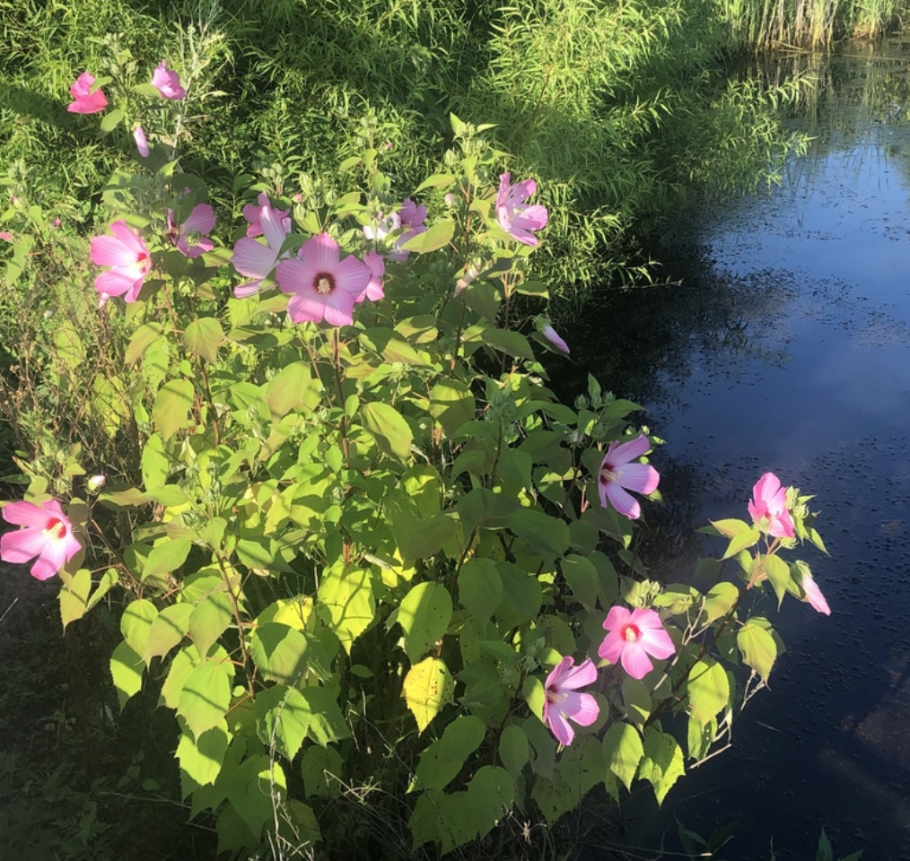 Hibiscus moscheutos (Swamp Rose Mallow)