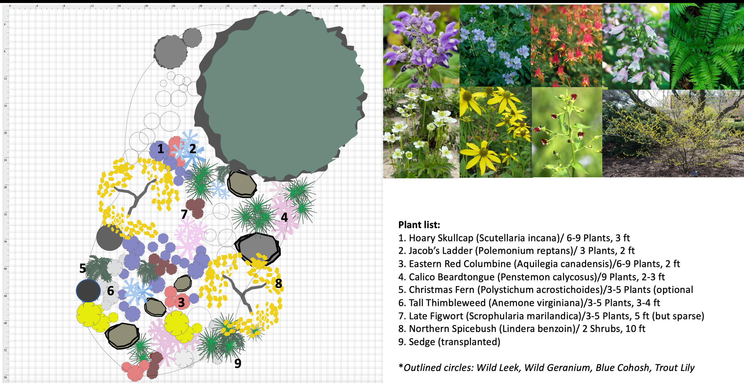 Landscape plan showing numbered plant groups, rocks, and paths, with plant list on the right. Includes nine native species with photos, such as Skullcap, Jacobs Ladder, and Bee Balm. Some plants outlined as optional.