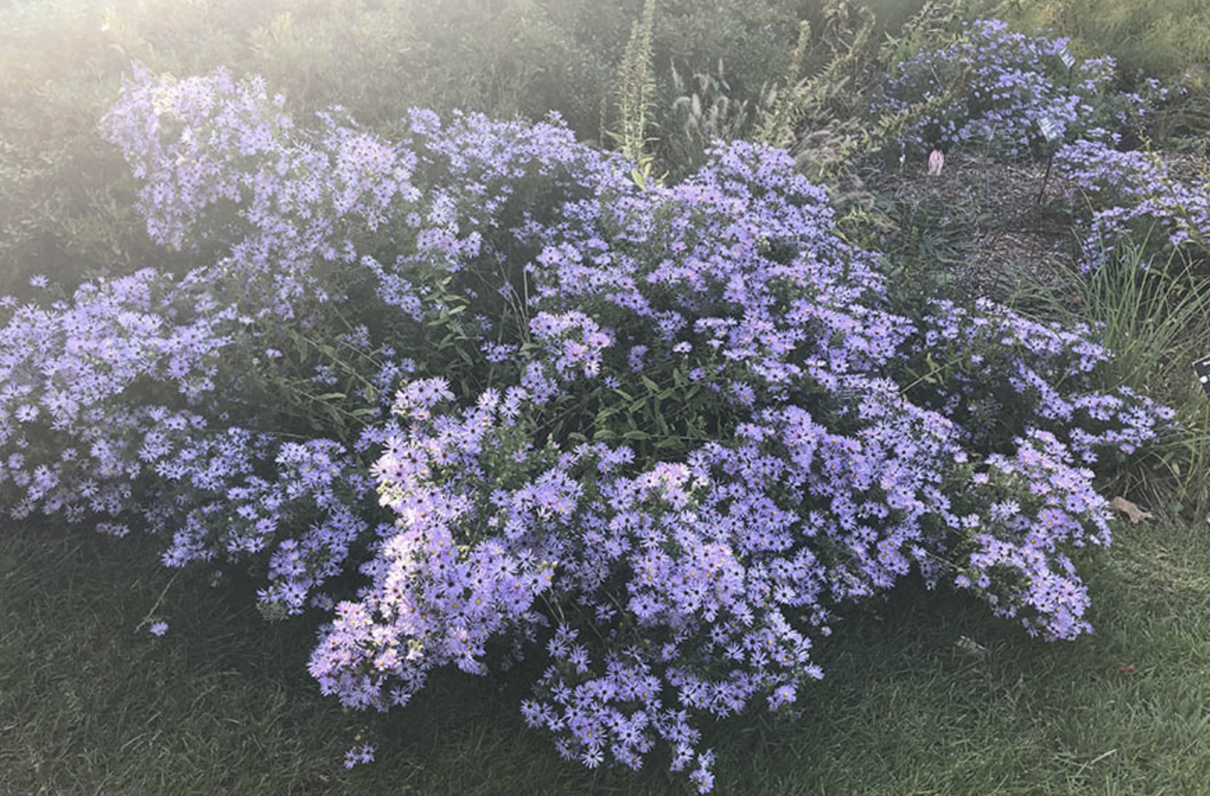 Symphyotrichum oolentangiense (Sky Blue Aster)