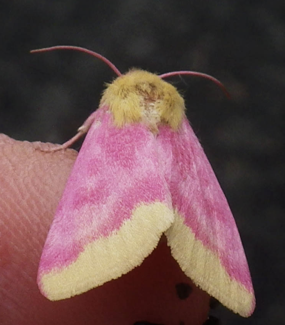 Screenshot 2026-01-15 at 2.03.21 PM.png