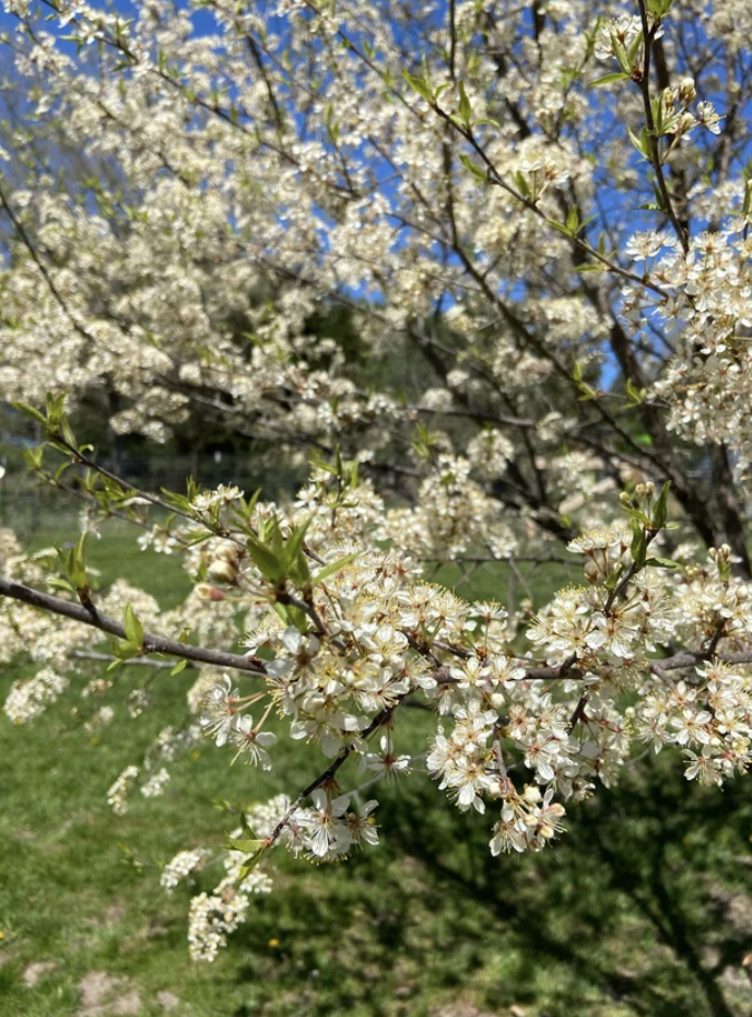 Prunus americana (American Plum)