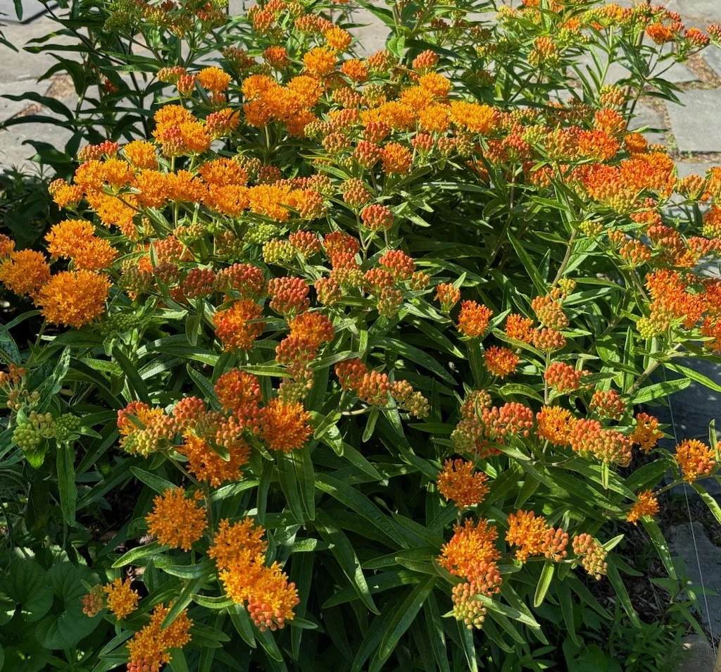 A cluster of bright orange, star-shaped flowers with long green leaves growing in sunlight, filling the frame densely.