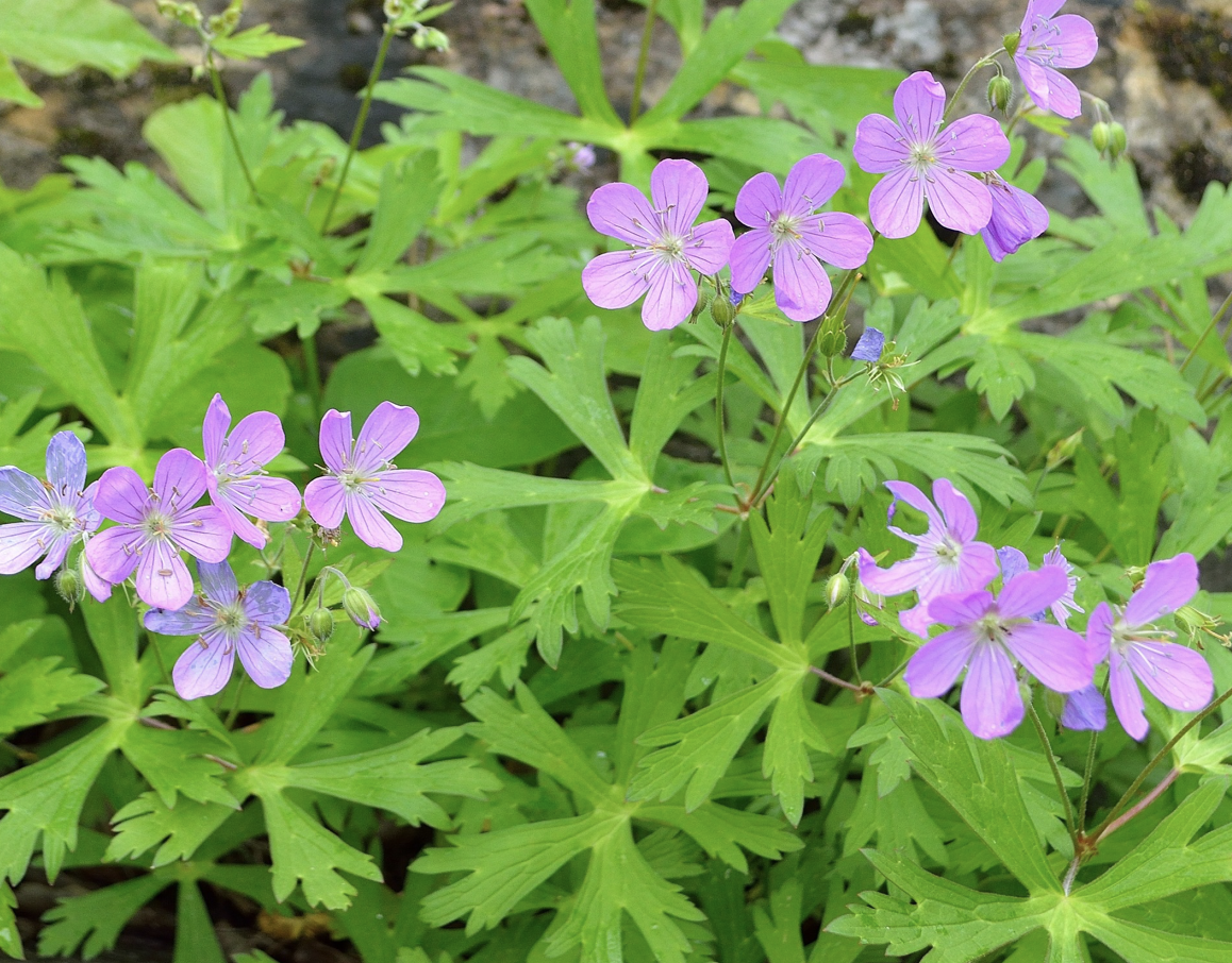 Screenshot 2025-12-29 at 1.42.14 PM.png