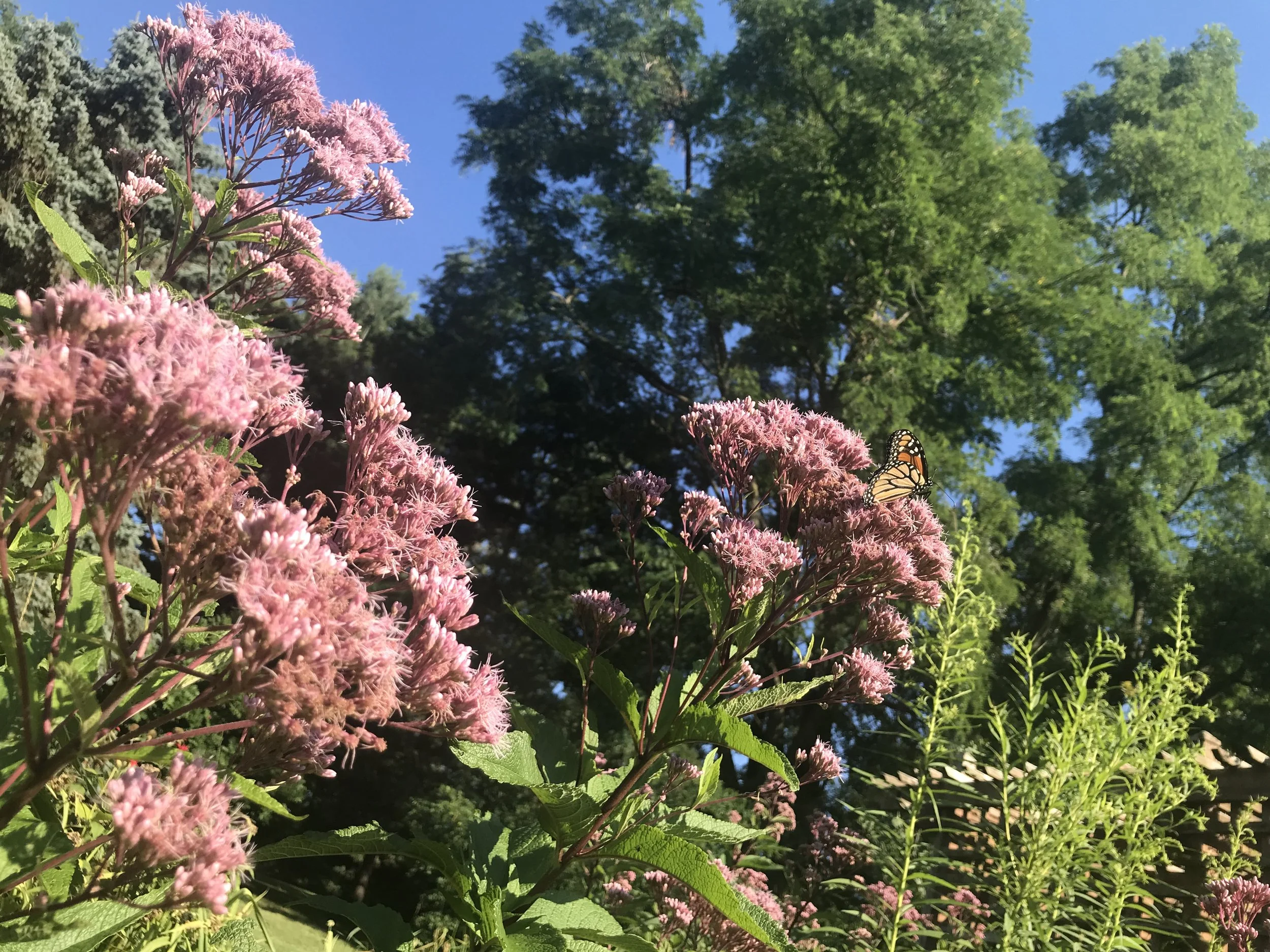 A monarch butterfly rests on a cluster of pink flowers in bright sunlight, with green trees and blue sky in the background.