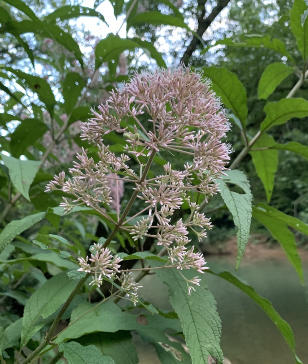 Screenshot 2025-12-29 at 10.19.19 AM.png