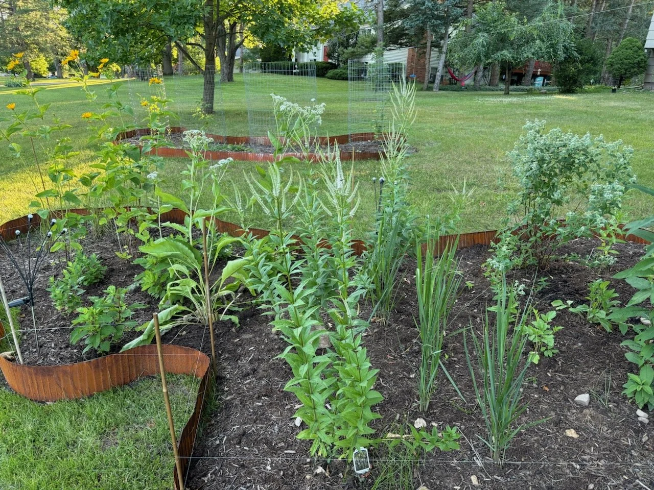 A garden bed with various green plants and young trees, surrounded by a brown, wavy metal border, sits on a grassy lawn with trees in the background.