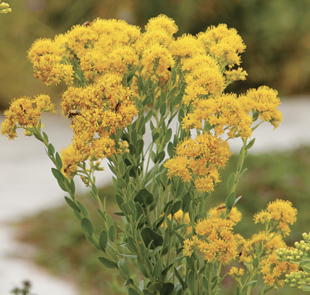 Solidago rigidum (Stiff Goldenrod)