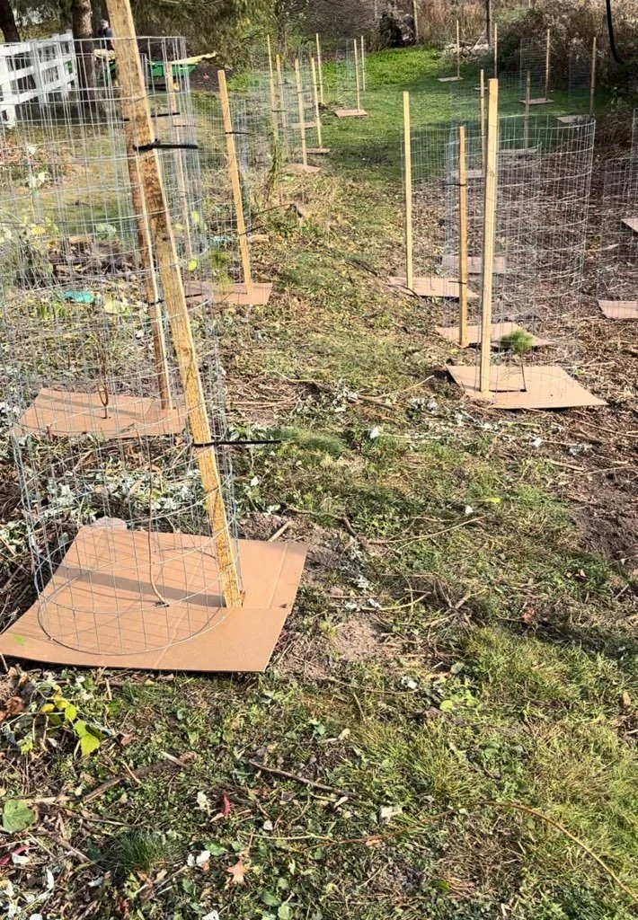 Young trees or plants with protective wire cages stand in rows on grass and soil, each base covered with a square piece of cardboard to suppress weeds. The area appears to be a newly planted orchard or garden.