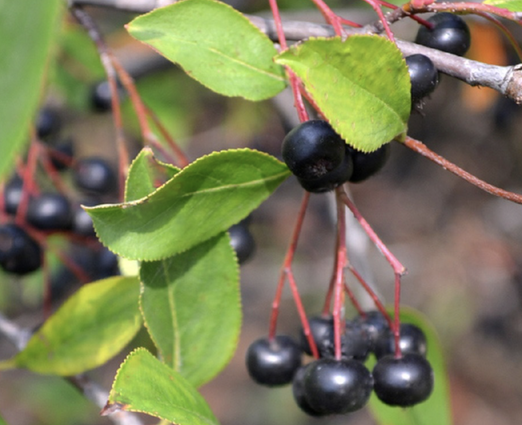 Screenshot 2026-01-25 at 6.26.30 PM.png