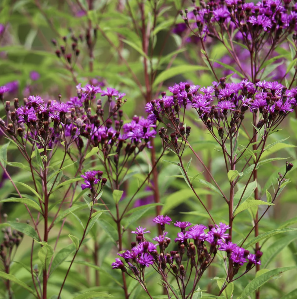 Vernonia gigantea (Tall Ironweed)