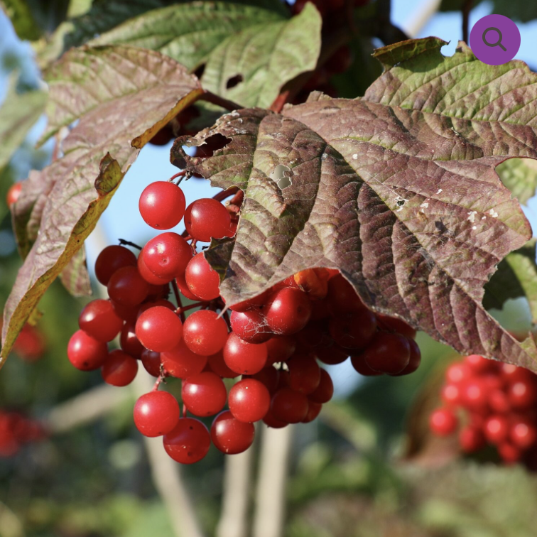 Screenshot 2026-01-25 at 4.30.51 PM.png