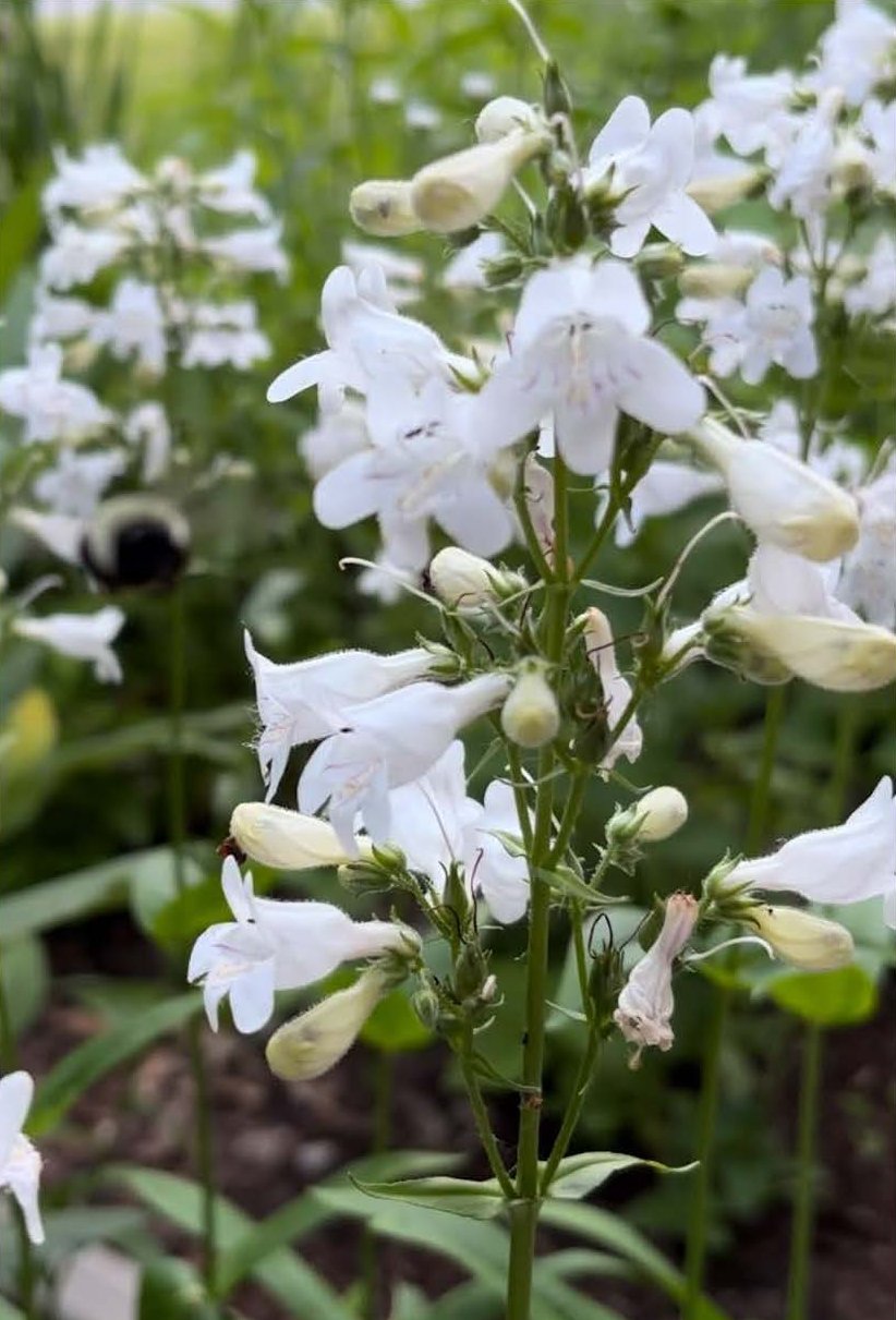 foxglove.jpg