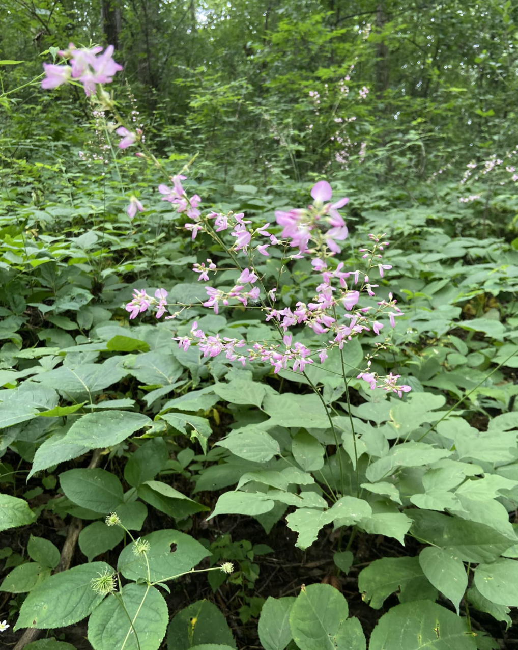 Screenshot 2025-12-29 at 8.50.59 AM.png