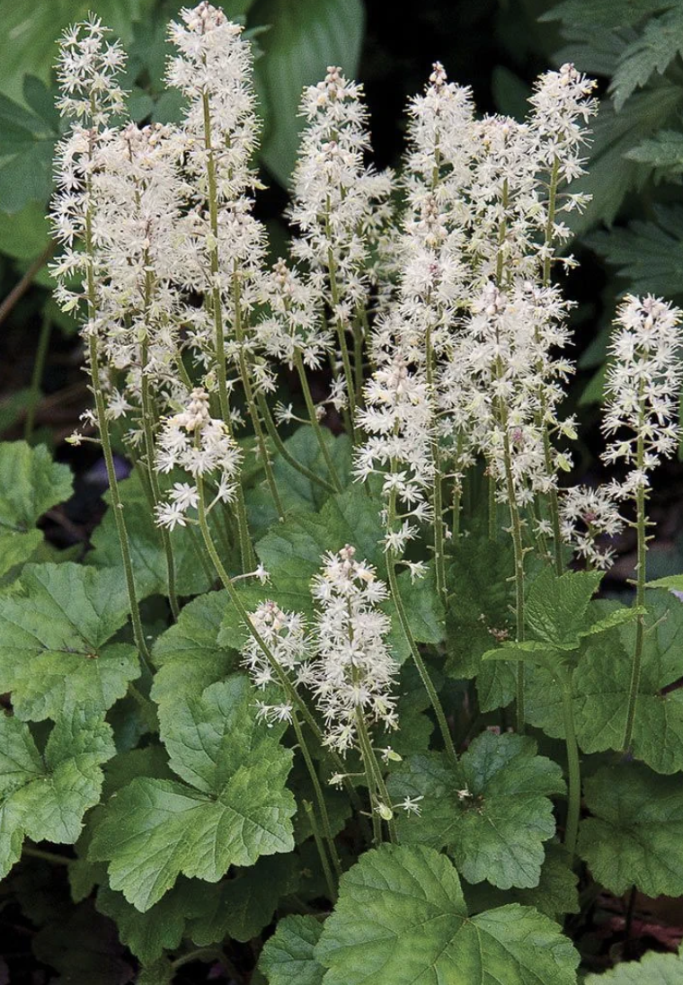 Tiarella cordifolia (Foam Flower)