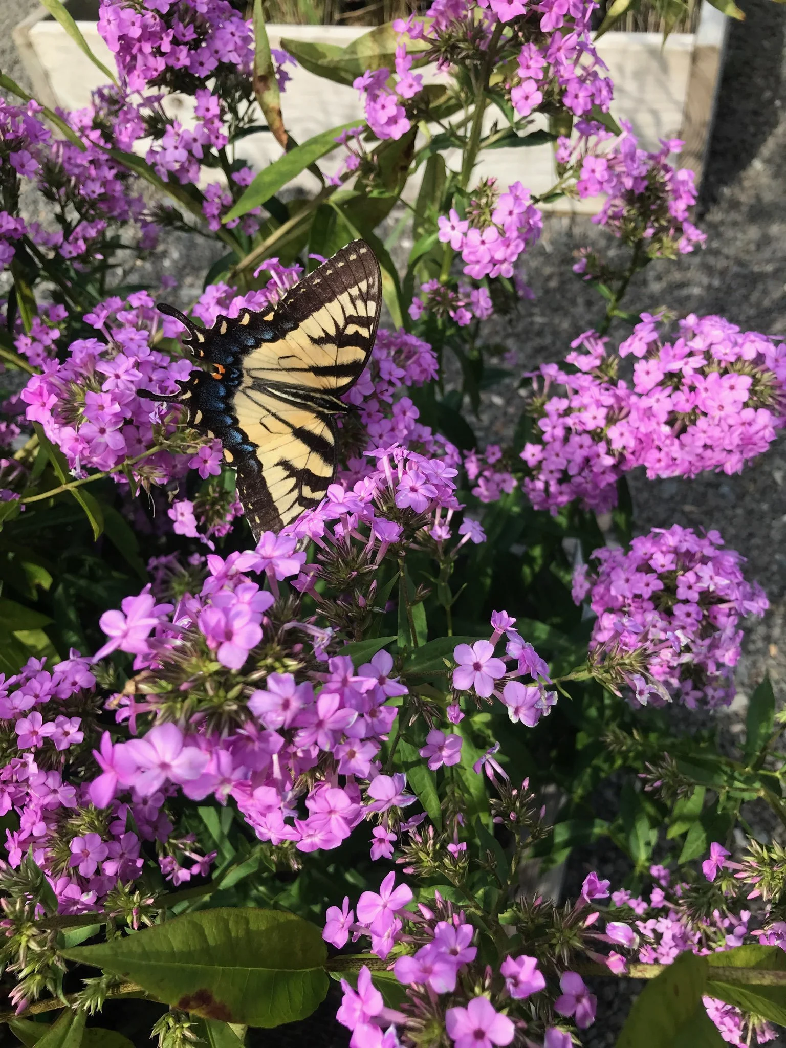 A yellow and black butterfly rests on a cluster of vibrant purple flowers, surrounded by green leaves and stems, in bright sunlight.