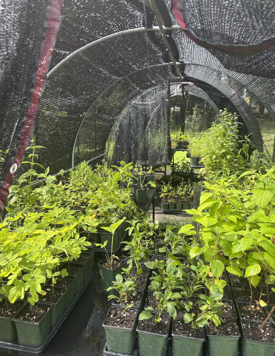Rows of green potted plants growing under a black mesh canopy in a garden, with natural light filtering through the netting and lush greenery visible in the background.